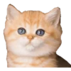 Kittens 20
