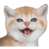 Kittens 22