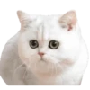 Kittens 23