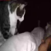 ️gAτEτοSSy mas ️ 19
