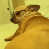 ✔1🐶PERRITOS Funny🐕🇵🇪mov 22