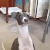 ✔1🐶PERRITOS Funny🐕🇵🇪mov 23