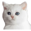 Kittens 24