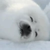 🐾Randomals🐾 Mov 23