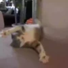 ️gAτEτοSSy mas ️ 21
