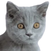 Kittens 25