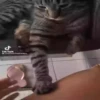 ️gAτEτοSSy mas ️ 23