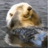 🐾Randomals🐾 Mov 26