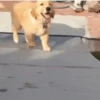 ✔1🐶PERRITOS Funny🐕🇵🇪mov 24