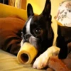 ✔1🐶PERRITOS Funny🐕🇵🇪mov 25