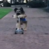 ✔1🐶PERRITOS Funny🐕🇵🇪mov 26