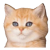 Kittens 26