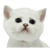 Kittens 27