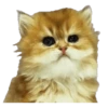 Kittens 28