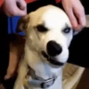 ✔1🐶PERRITOS Funny🐕🇵🇪mov 27