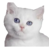 Kittens 29