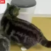 ️gAτEτοSSy mas ️ 28