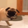 ✔1🐶PERRITOS Funny🐕🇵🇪mov 28