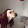 🐾Randomals🐾 Mov 29