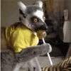 🐾Randomals🐾 Mov 30