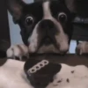 ✔1🐶PERRITOS Funny🐕🇵🇪mov 29