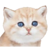 Kittens 30