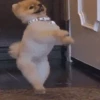 ✔1🐶PERRITOS Funny🐕🇵🇪mov 30