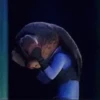Zootopia 6