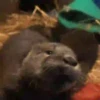 🦦My significant otter🦦 Mov 6