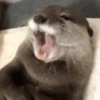 🦦My significant otter🦦 Mov 7