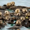 🦦My significant otter🦦 Mov 8