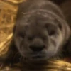 🦦My significant otter🦦 Mov 9