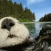 🦦My significant otter🦦 Mov 10