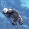 🦦My significant otter🦦 Mov 12
