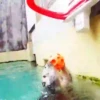 🦦My significant otter🦦 Mov 13