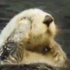 🦦My significant otter🦦 Mov 14