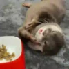 🦦My significant otter🦦 Mov 15
