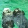 🦦My significant otter🦦 Mov 16