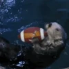 🦦My significant otter🦦 Mov 18