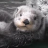 🦦My significant otter🦦 Mov 19
