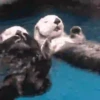 🦦My significant otter🦦 Mov 20