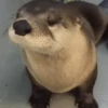 🦦My significant otter🦦 Mov 21