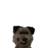 Hacker T dog and Dodge 17