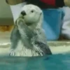 🦦My significant otter🦦 Mov 23