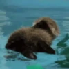 🦦My significant otter🦦 Mov 24