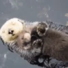 🦦My significant otter🦦 Mov 25
