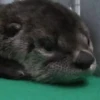 🦦My significant otter🦦 Mov 26
