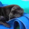 🦦My significant otter🦦 Mov 27