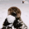 🦦My significant otter🦦 Mov 28