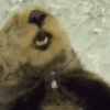🦦My significant otter🦦 Mov 30